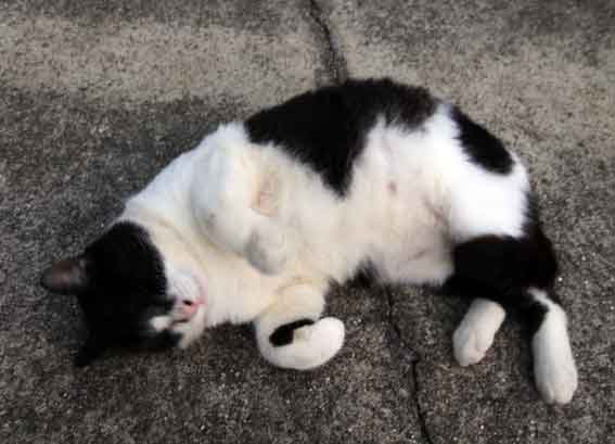 我が家のニャンコ♪2013/11/23-2