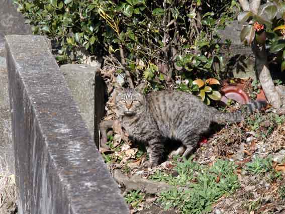 我が家のニャンコ♪2013/3/1-1