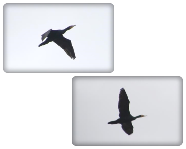 瑞樹団地-14 カワウ 16.1.9