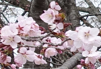 山形37.jpg