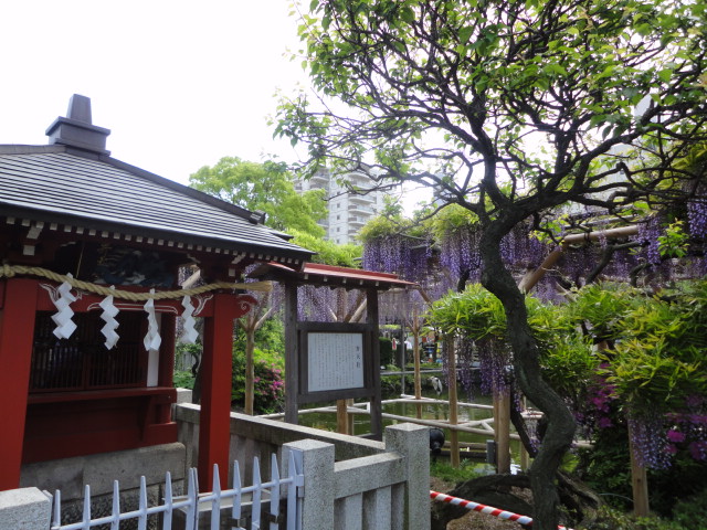 亀戸天神