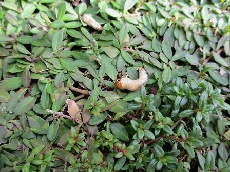 クラピア庭でのコガネムシの産卵と駆除の時期 緑の温もりを感じる庭づくり 北限のクラピア 楽天ブログ