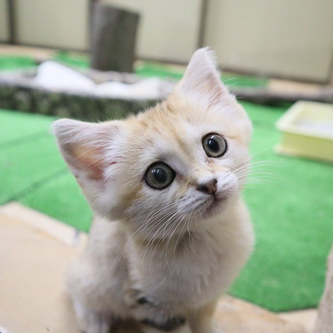 那須動物王国 スナネコの赤ちゃん Inkyoのたわごと 楽天ブログ 那須動物王国 スナネコの赤ちゃん Inkyoのたわごと 楽天ブログ