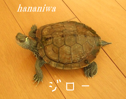 修正カメ.png