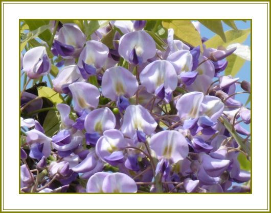 ４月26日 藤の花歌舞伎役者の藤娘 花の歳時記 天南星の魅力 山野草 楽天ブログ