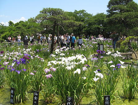 堀切菖蒲園2013(1)