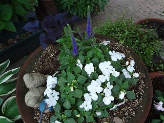 DSC01081.jpg