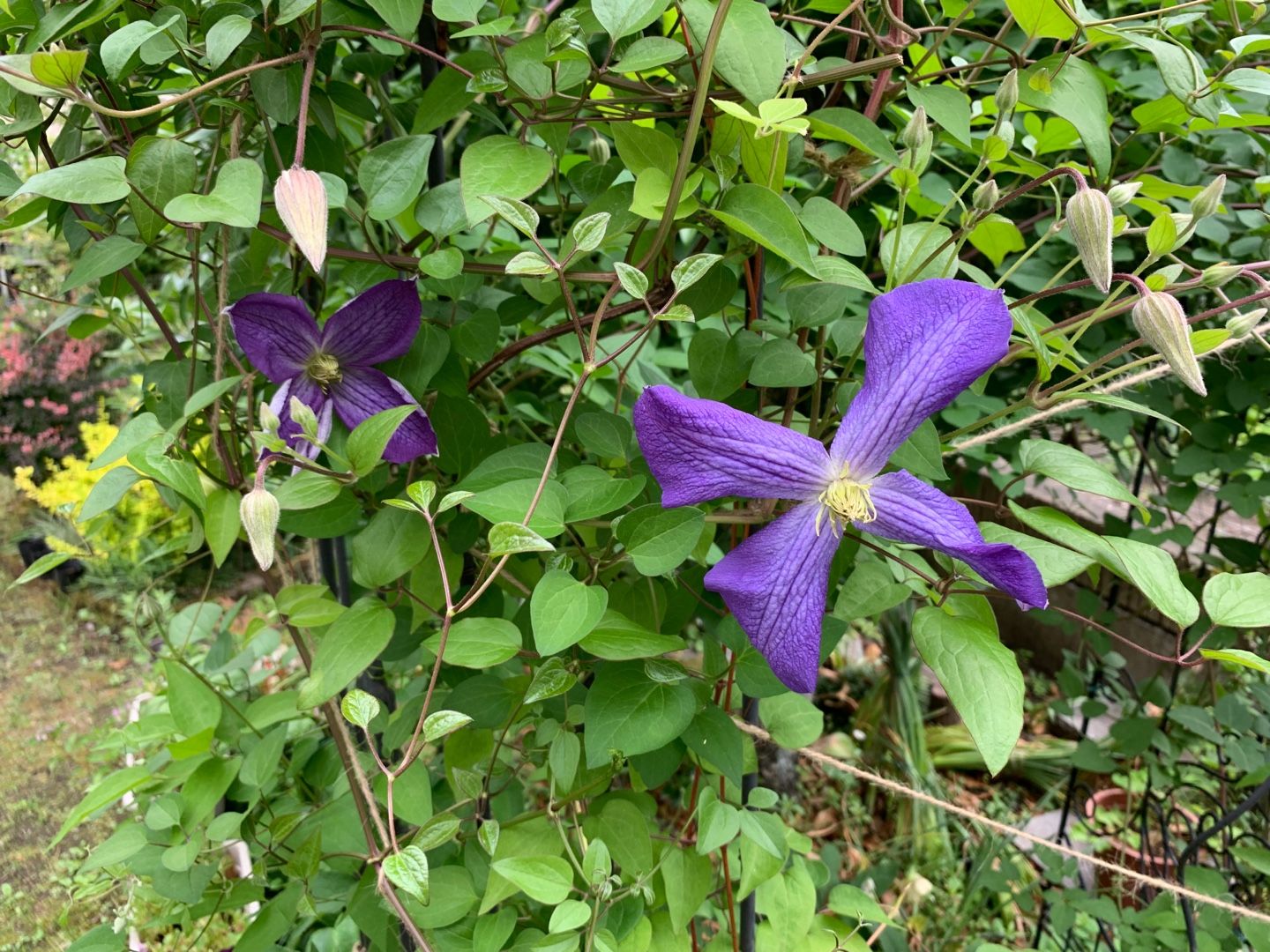 クレマチス ジャックマニー 花夫婦いろいろ日記 我が家の花たち 楽天ブログ