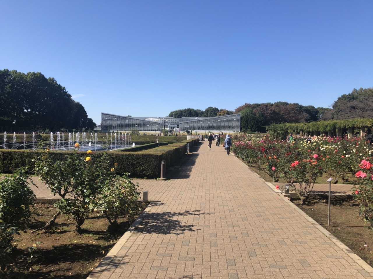 旅先スケッチ 神代植物公園の秋バラが見頃に 東京都調布市 みゃあみゃあのトーク トーク 楽天ブログ