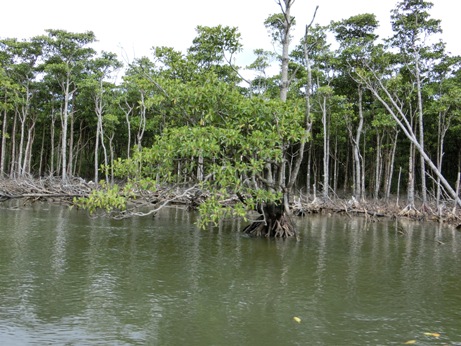 仲間川・マングローブ