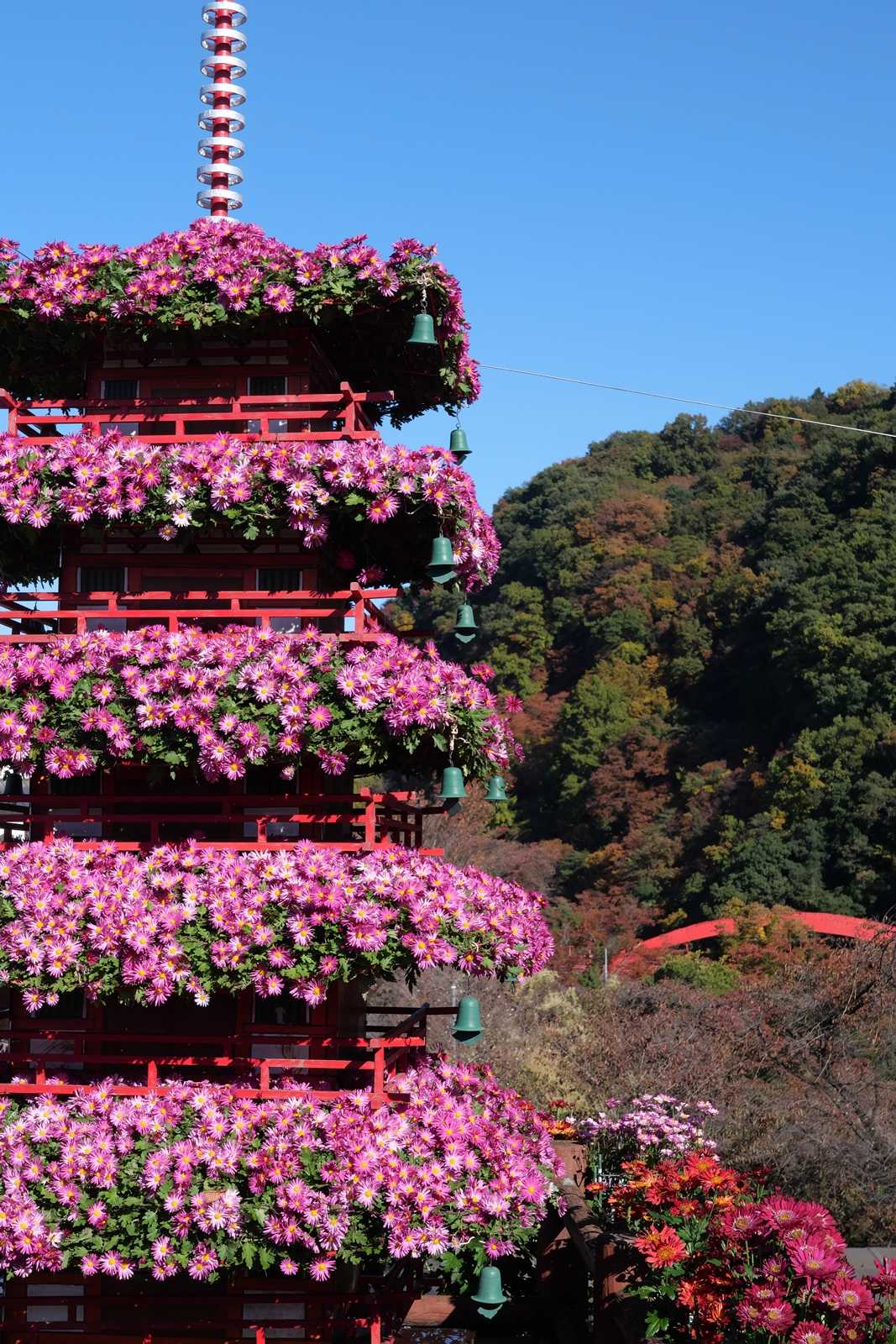 3年ぶりの関東菊花大会＠大間々・ながめ公園(その一) | シグマのカメラに魅せられて - 楽天ブログ