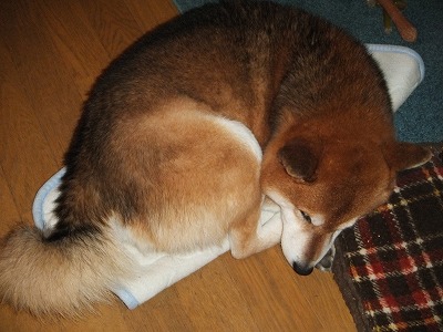 ツナ