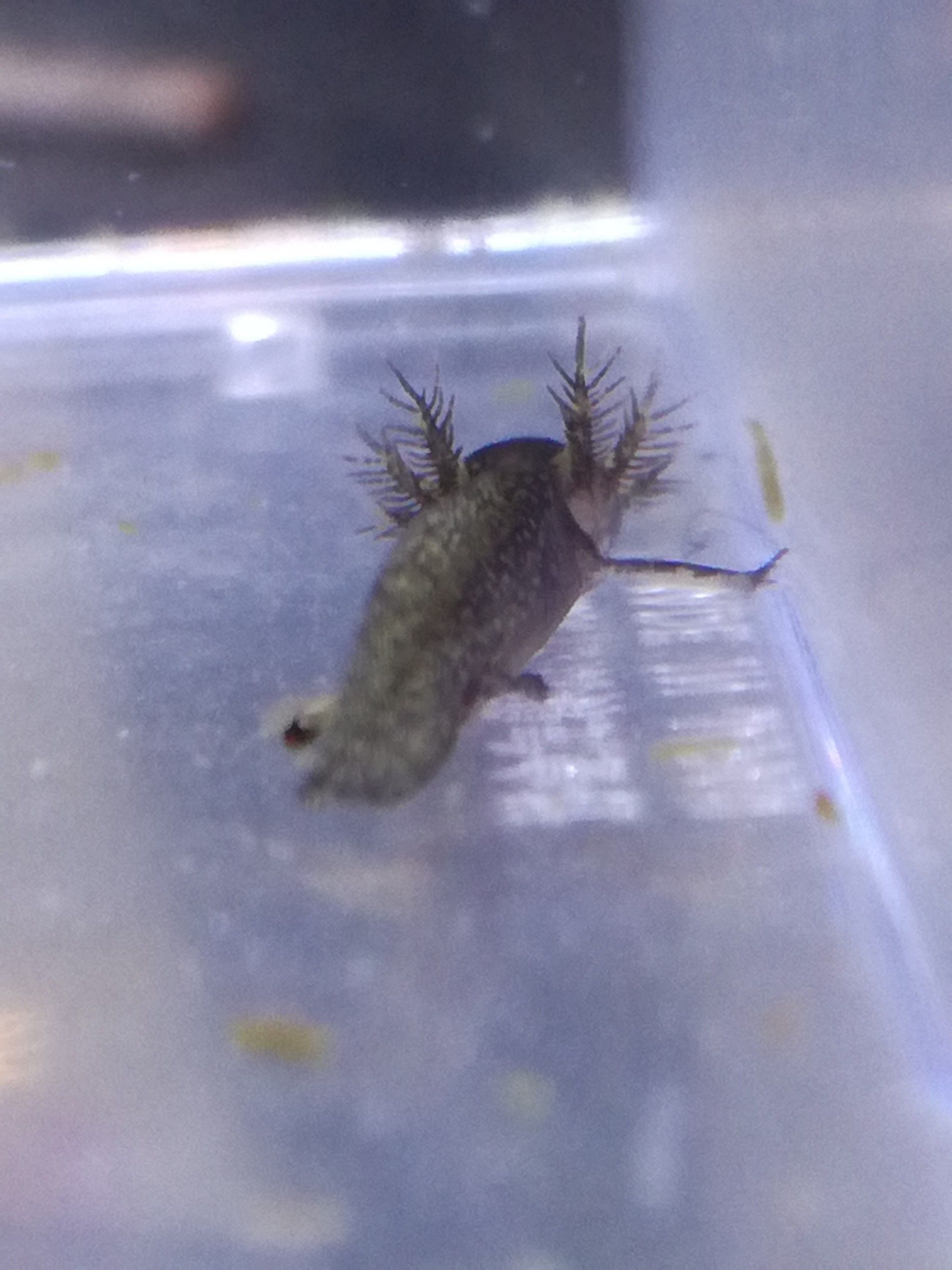 新着記事一覧 イモリのひとりごと 楽天ブログ