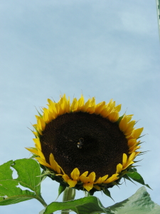 2017-10-10ヒマワリ (1).JPG