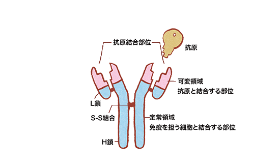 pic_antibody_antibody-p06_fig02.gif