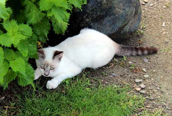 我が家のニャンコ♪2013/8/8-2