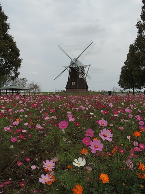 あけぼの山公園05