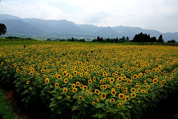 ヒマワリ畑は満開 元ペンションダイアリーブログ 熊本地震被災から全録 あの日がなければ 楽天ブログ