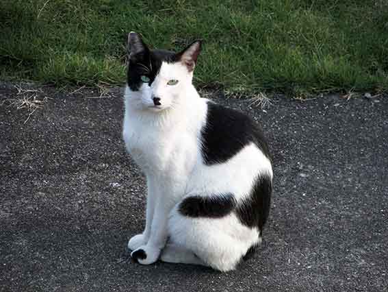 我が家のニャンコ♪2015/9/30-2