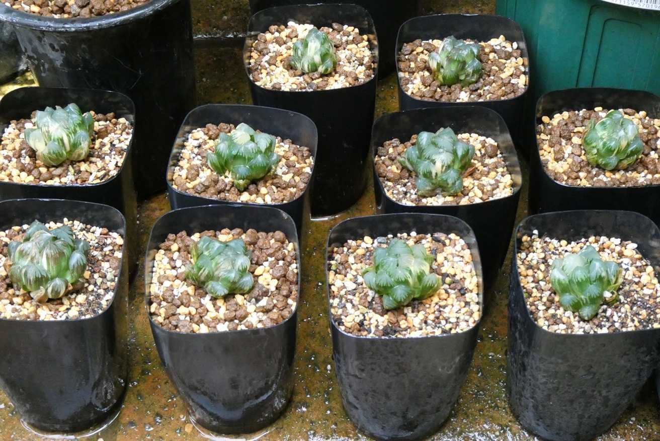 ハオルチア・オブツーサ錦(Haworthia obtusa variegated)～北極