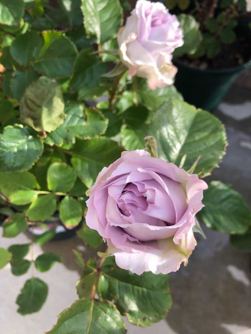 鉢バラ達 Roseママの薔薇庭 楽天ブログ