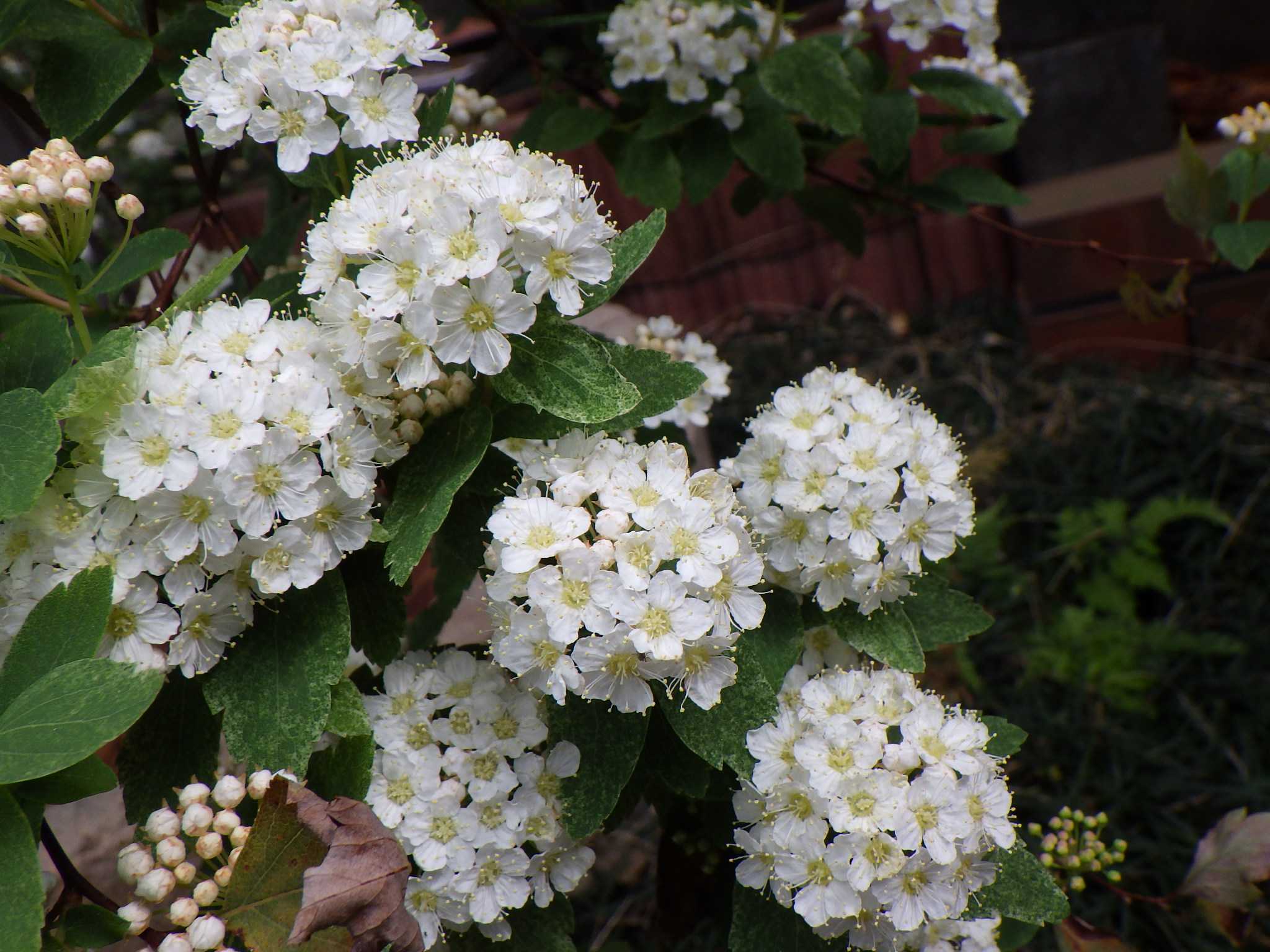 今年はコデマリ ピンクアイス の花付きが良いです バラを咲かせることが好き 楽天ブログ