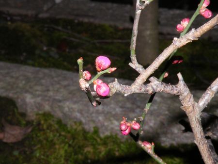 DSCF8444-450.jpg