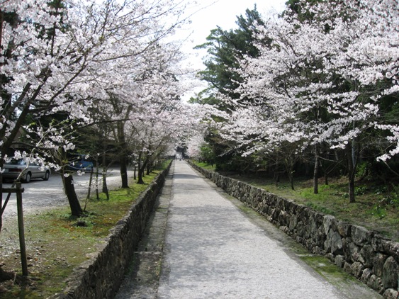 sakura201304