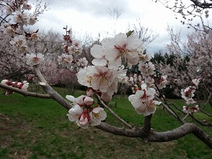 平岡公園の梅まつり