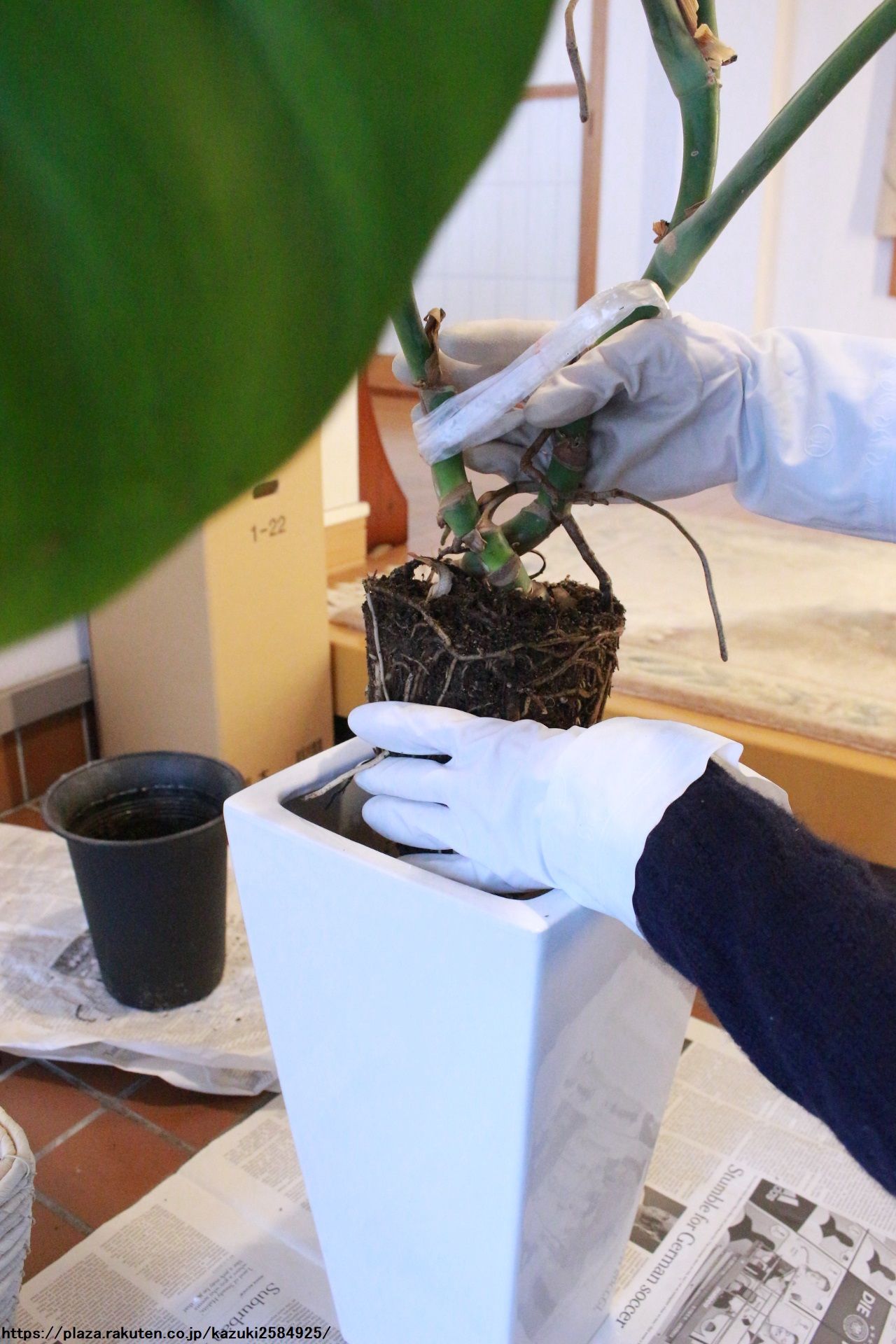 観葉植物 モンステラ の植え替えをしました かずきのblog 楽天ブログ