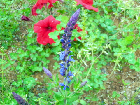 ミゾコウジュに似た花