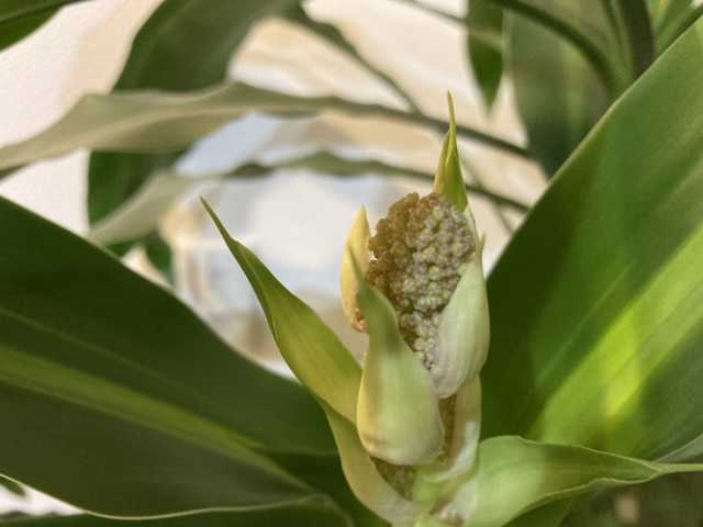 何が起こる 滅多に咲かない幸福の木に蕾が サステナブルな庭をめざして 楽天ブログ