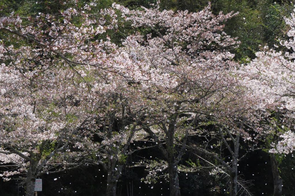 515
