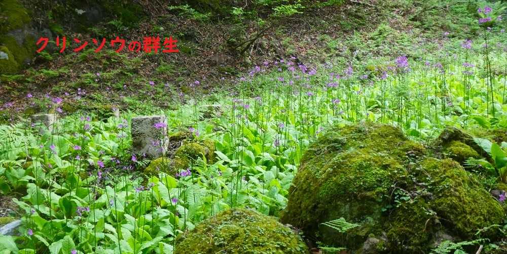 悠遊自手記@kyoto
