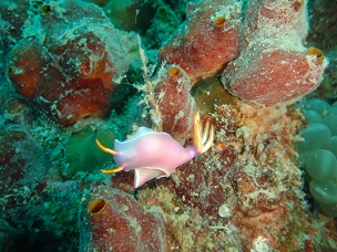 P5297644.JPG