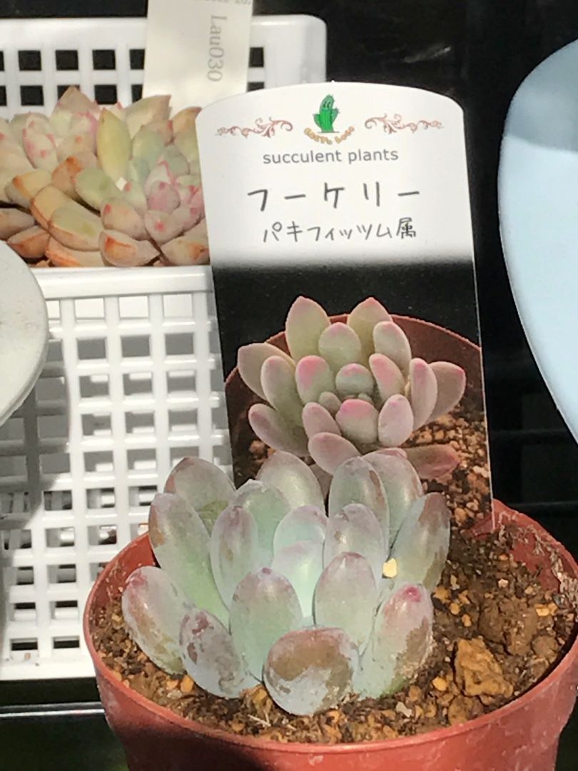 フーケリーの成長 | りんすいのブログ - 楽天ブログ