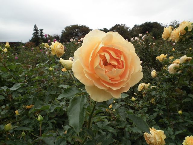 DSCF8566.JPG