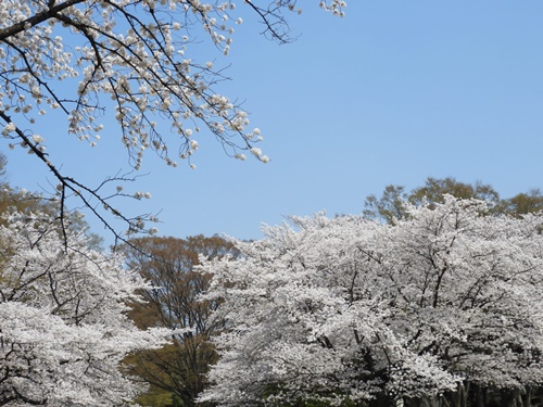 光が丘公園の桜