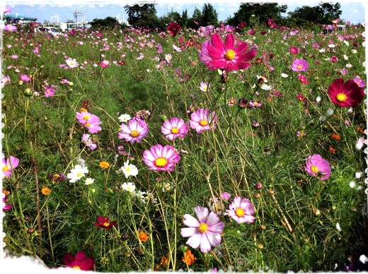 馬入ふれあい公園のコスモス