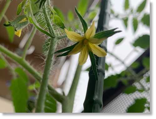 ミニトマトの一番花 いつも笑顔で 前向き 前向き 楽天ブログ