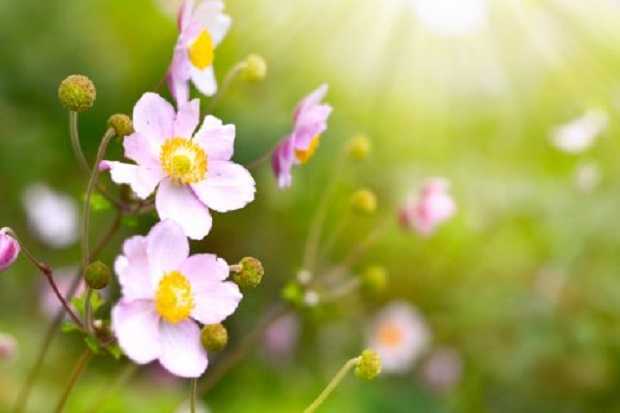 10月１５日の誕生花はシュウメイギク 薄れゆく愛の花 ミント117 楽天ブログ