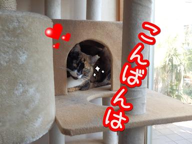 たあ子こんばんは.JPG