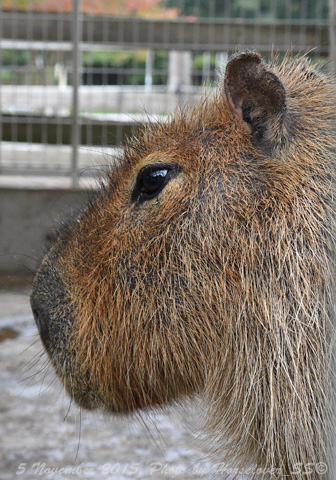 20151005_1527Capibara_01