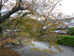 271128momiji2