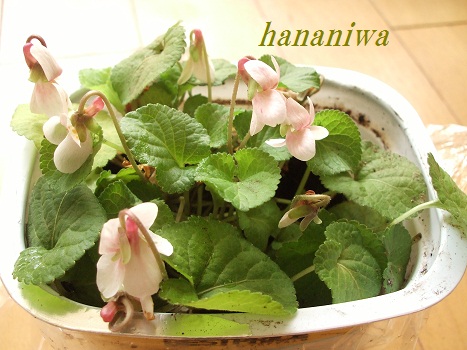 2012_0410トレッサ用寄せ植えとクレマチスの講座とカ0019.JPG