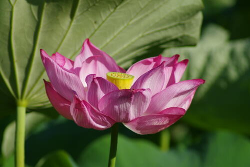 上野不忍池の蓮の花