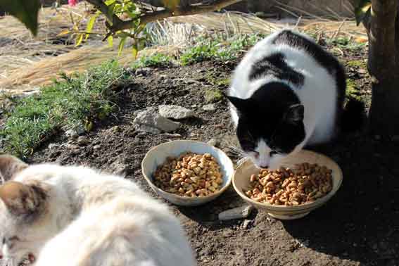 我が家のニャンコ♪2013/12/20-3