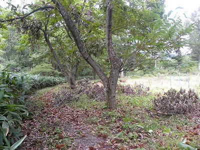 DSCN0246.jpg
