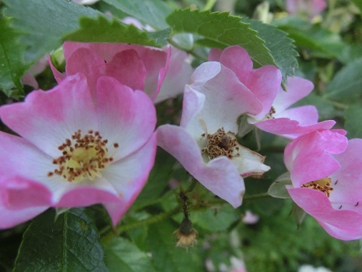 薔薇バレリーナ