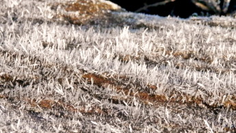 霜柱　3.26　2015